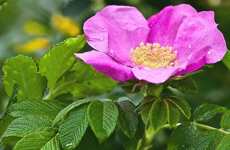 Alberta Rose , native flower of Alberta, vitamin C, vitamin haltig, rose hip , herbalist, natural Winter remedies, doTERRA , natural oils, alternative medicine, Alberta Wild Rose, Alberta Rose, Flowers To Draw, Mountain Meadow, Rose Images, Growing Roses, Rose Leaves, Old World Style, Rose Bush