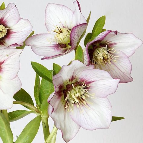 Helleborus Drawing, Watercolor Flower Art, Watercolor Painting Techniques, Watercolor Flowers Paintings, Botanical Painting, Botanical Watercolor, Botanical Drawings, Amazing Art Painting, Flower Art Painting