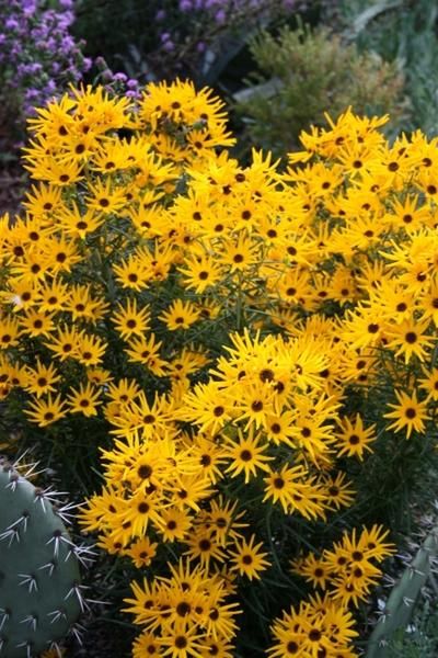 Swamp Sunflower, Georgia Gardening, Zone 8b, Texas Native Plants, Florida Native Plants, Rain Gardens, Fairy Garden Plants, Drought Resistant Plants, Full Sun Perennials