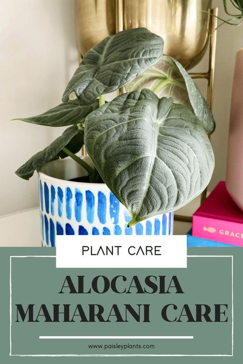 With its leathery looking leaves, the Alocasia Maharani begs to be touched! It's easier to care for than its finicky relatives which makes it a super popular plant to own among all the Alocasia types! Come read about this unique plant and how best to care for it! Alocasia Maharani, Grey Dragon, Alocasia Plant, Liquid Fertilizer, Unique Plants, Mother Plant, Natural Sunlight, Yellow Leaves, Large Plants