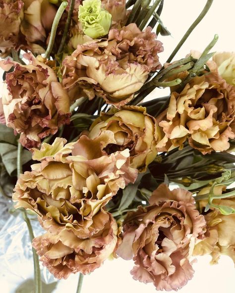 This #local light brown lisianthus makes us go 😍🤤 #mayeshlax #lisianthus #brownflowers #weddingflowers #flowerpower #blooms… Brown Lisianthus, Brown Flowers, Flower Power, Light Brown, Wedding Flowers, On Instagram, Instagram