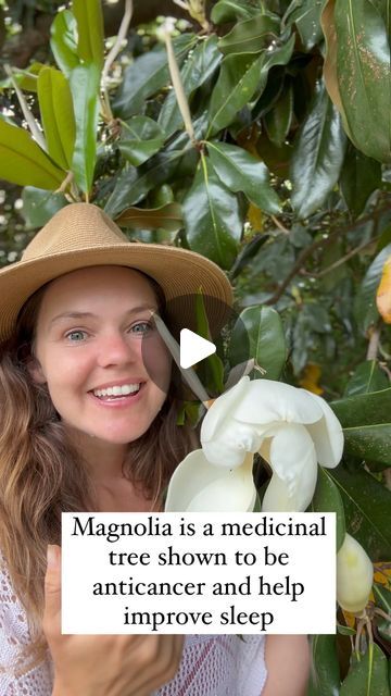 April Punsalan on Instagram: "Learn more about Magnolia in a Free Masterclass: Take Charge of Your Health: Learn How to Heal with Wild Herbs!   Magnolia is an amazing medicinal plant that has so many healing properties. Most Americans can benefit by connecting with this ancient tree.   Learn more by saving your spot, go to link in profile or wildherbacademy.com/healwithwildherbsmasterclass  Spots are limited, so if you sign up please attend as the room size is capped.   #wildherbs #forage #healingplants #medicinalplants #foragedrecipes #foragedfibres #wildcraft #wildharvest #medicinewoman #apothecary #permaculture" Magnolia Spiritual Meaning, Magnolia Magical Properties, Linden Flower Magical Properties, Medicinal Properties Of Oregano, Tulip Magnolia, Herb Books Herbal Medicine, Medicine Woman, Wild Harvest, Healing Plants