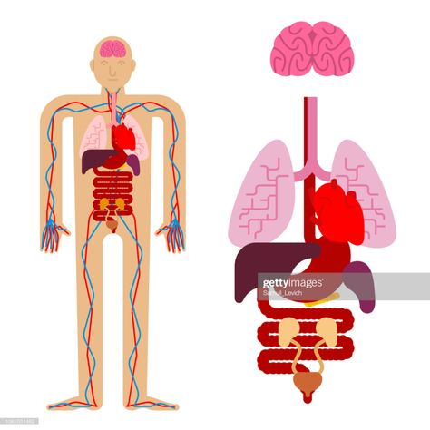 Human Anatomy Organs, Human Body Illustration, Organs Illustration, Organ Illustration, Organs Art, Human Anatomy Illustration, Anatomical Illustration, Anatomy Education, Anatomy Organs