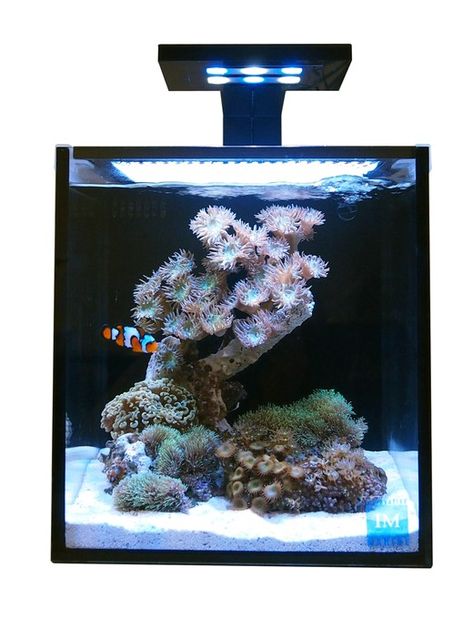 10 Gallon Aquarium, Reef Aquascaping, Reef Tank Aquascaping, Nano Reef Tank, 10 Gallon Fish Tank, Marine Fish Tanks, Aquarium Stands, Saltwater Aquarium Fish, Cool Fish Tanks