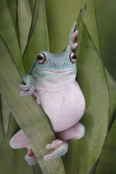 Inspiring Photo: The Pose of the Whites Tree Frog #15902248 Whites Tree Frog, Tree Frog, A Frog, Frog And Toad, Tree Frogs, White Tree, Fine Arts Posters, Amphibians, Animal Memes