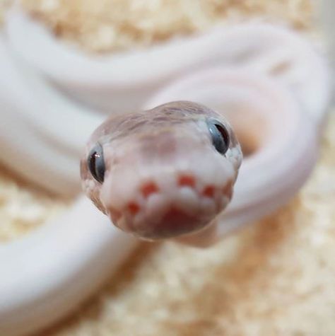 Baby snakes are so cute when I see them on my phone. In person not so much Cute Snek, Cute Snakes, Danger Noodle, Baby Snakes, Python Morphs, Danger Noodles, Cool Snakes, Pretty Snakes, Ball Pythons