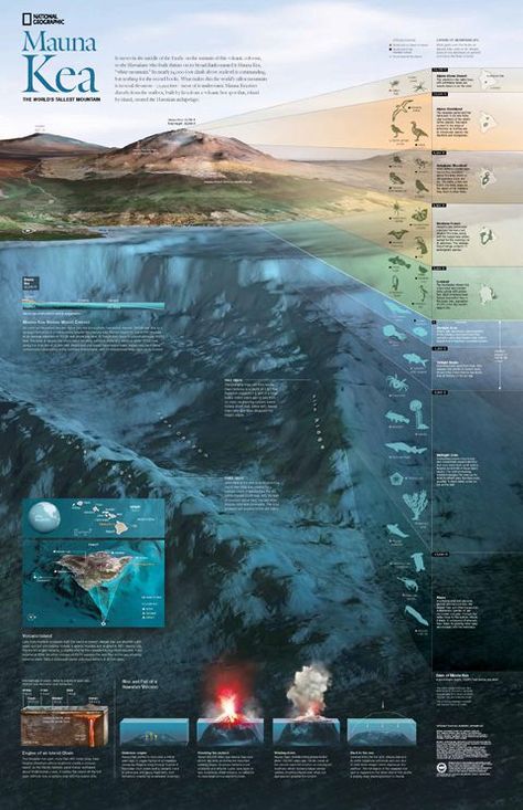 Mauna Kea World’s Tallest Mountain Architecture Visualization Photoshop, Animal Infographic, History Infographic, Information Visualization, Mauna Kea, Data Visualization Design, Graphic Design Infographic, Infographic Poster, National Geographic Magazine