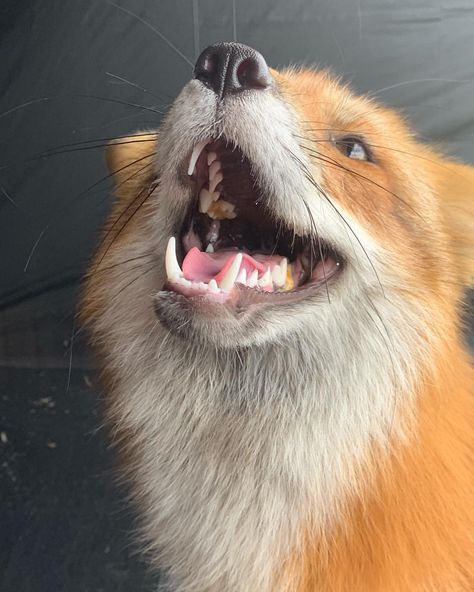 “Do I have any food in my teeth” 🍖 • • • • • • • #foxes #redfox #redfoxes #pets #pet #petfox #petredfox #lovefox #lovefoxes #ilovefoxes… #fox Fox Teeth, Silly Fox, Animal Poses, Fav Animal, Hybrid Animals, Cat Poses, Fox Artwork, Fabulous Fox, Wolf Hybrid