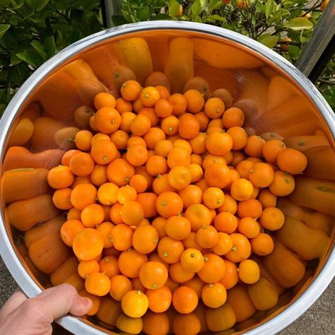 Learn all about calamondin fruit (which go by many names), including how to grow, propagate, and use them in foods and beverages! #calamondinfruit #calamondins #calamansi #rarecitrus #growingcitrus #citrusgarden #TyrantFarms Calamansi Recipe, Calamondin Recipes, Calamondin Orange Tree, Growing Citrus, Potted Fruit Trees, Sour Orange, Citrus Garden, Citrus Plant, Ant Farms