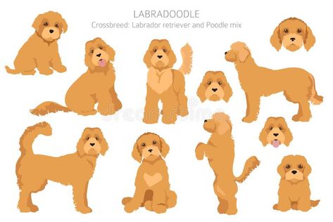 Labradoodle Illustration, Labradoodle Drawing, Dog Illustration Art, Dog Emotions, Labradoodle Dogs, Dog Quilts, Cartoon Clipart, Different Poses, Patterns Design