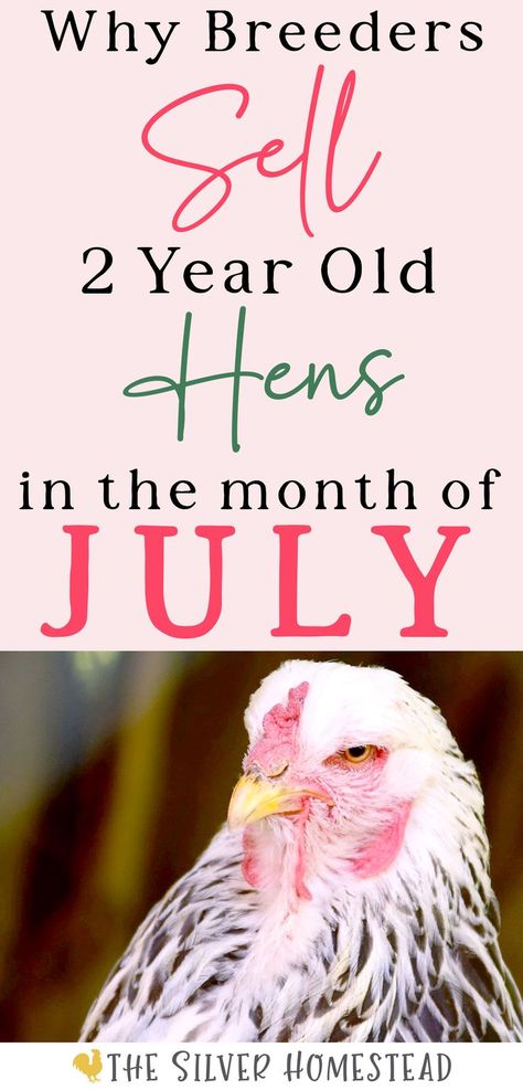 an humorous image of a grumpy looking black and white hen with text that reads why breeders sell 2 year old hens in the month of July Chicken Egg Colors, Chicken Coop Building Plans, Egg Colors, Raising Chicks, Amazing Chicken, Chicken Keeping, Chicken Base, Laying Hens, Keeping Chickens