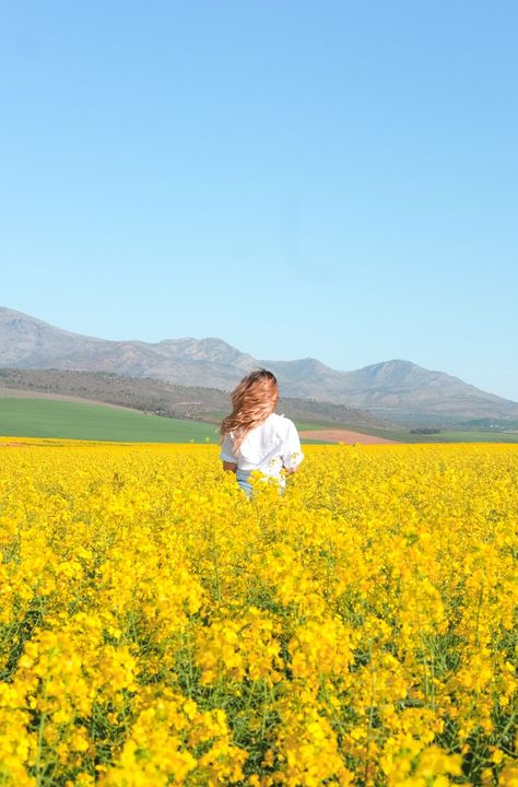 Where To Find Canola Fields In Cape Town Canola Field Photoshoot, Walking In Flower Field, Canola Flower, Flower Fields Netherlands, Cape Town Sunset, Cape Town Mountains, Canola Field, Carlsbad Flower Fields, Warm Clothes