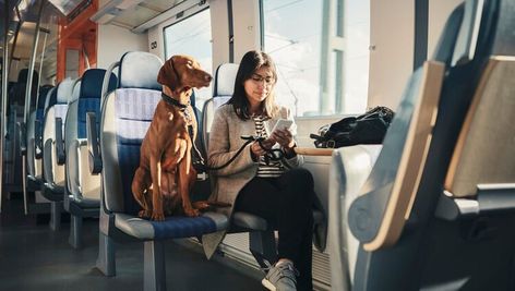 How to Travel by Train With Dogs Travel By Train, Vision 2024, Choo Choo Train, Dog Travel, Train Travel, Dog Stuff, Photo Credit, Dog Training, Getty Images