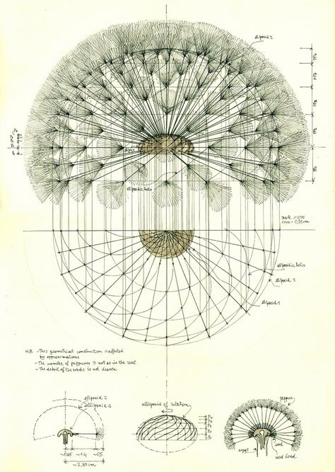 https://flic.kr/p/26PmiL6 | Dandelion structure | Study about the geometrical structure of a dandelion.  Pen on paper Dandelion Structure, Dandelion Art, White Dandelion, A Dandelion, Illustration Botanique, Geometry Art, Scientific Illustration, Guitar Pickups, Art Et Illustration