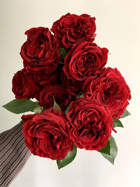 Red Mayra's have beautiful folded petals in a shockingly rich red. Red Garden Rose, Red Flowers Aesthetic, Peonies Red, Red Flower Arrangements, Red Peony, Red Bouquet, Rose Varieties, Red Rose Petals, Red Peonies