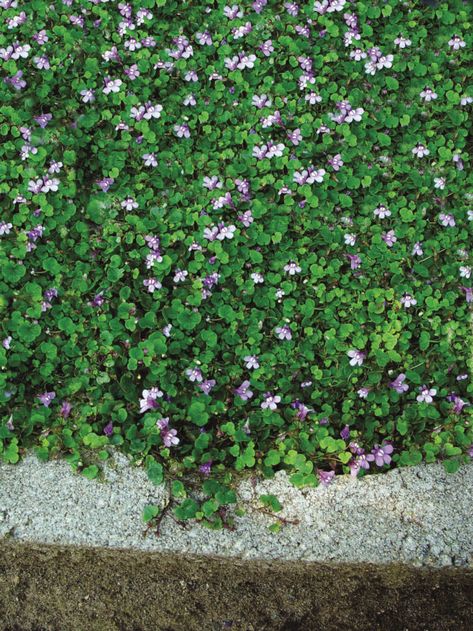 Kenilworth Ivy, Lawn Substitute, Formal Landscape, Hamptons Garden, Lawn Alternative, Grass Alternative, Fine Gardening Magazine, Lawn Alternatives, Ground Covers