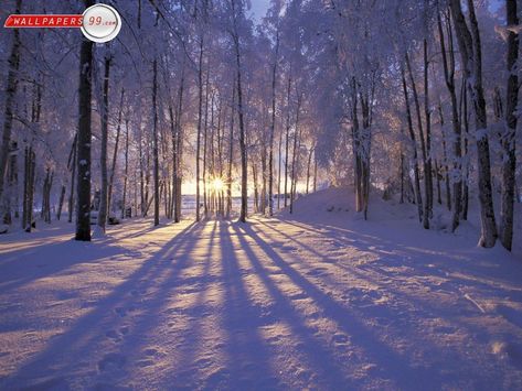 Free Winter Scene Wallpapers - Wallpaper Cave Winter Desktop Background, Photos Black And White, First Day Of Winter, Scene Wallpaper, Winter Sunrise, Scene Background, Winter Szenen, Winter Background, Snowy Forest