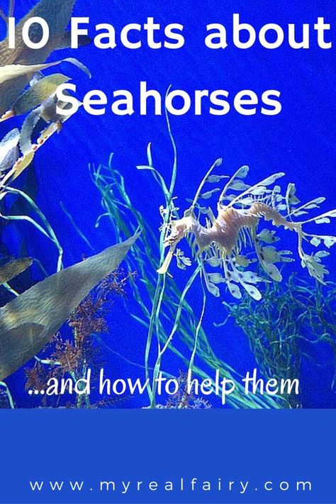 10 Facts About Seahorses ..... and how to help them Seahorse Facts, Real Fairy, Real Fairies, Ancient Greek Words, 5 Oceans, Homeschool High School, Give Birth, Oceans Of The World, Science Resources