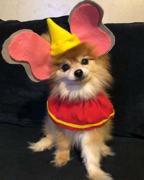 Tiny Dog Halloween Costumes, Dog Princess Costume, Cute Dog Halloween Costumes, Dressed Up Dogs, Puppy Tattoo, Pomeranian Puppy Teacup, Cute Fluffy Dogs, Colorful Hairstyles, Cute Pomeranian