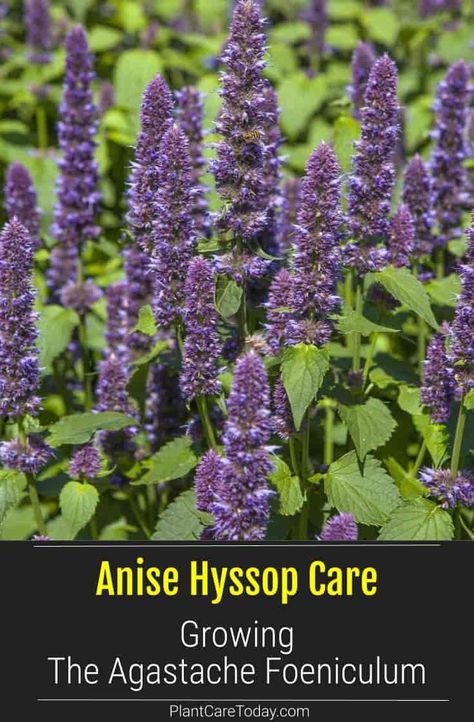 Anise Hyssop Plant (Agastache Foeniculum) perennial, clump-forming, upright, square stems, alternate ovate-shaped leaves, aromatic. [DETAILS] Anise Hyssop Plants, Hyssop Plant, Agastache Foeniculum, Medicine Plants, Wooly Thyme, Hillside Gardening, Anise Hyssop, Homestead Gardening, Small Purple Flowers