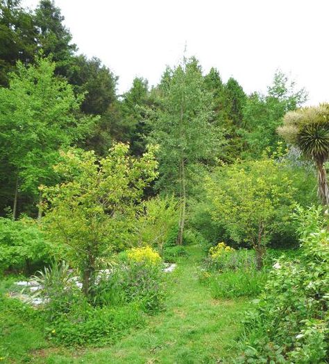 Tim Harland at the lower sunny edge of the forest garden In my last blog I described how a forest garden is designed to mimic a small woodland or forest comprising up to seven ‘layers’. These are usually made up of edible, medicinal or useful plants, trees, shrubs, climbers, herbs, ground cover and bulbs or tubers. I also explained what kind of trees you can choose to make up the tallest part of the canopy. I suggested Mulberry, as one option. The variety Illinois Everbearing is our variety of c Forest Gardening, Apocalypse Landscape, Medicine Garden, Edge Of The Forest, Food Forest Garden, Gardening Planting, Small Forest, Modern Homesteading, Natural Farming