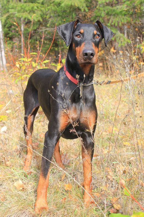 Doberman Pinscher Natural Ears, Merle Chihuahua, Doberman Puppies, Doberman Pinscher Puppy, Doberman Love, Doberman Pinscher Dog, Doberman Puppy, Doberman Dogs, Best Dog Breeds