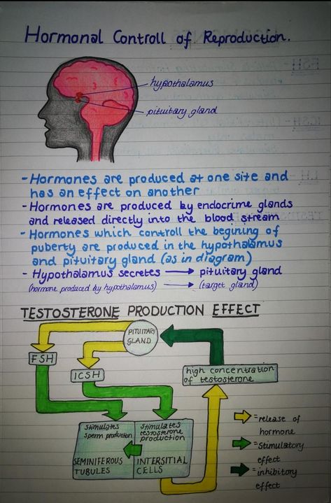 #SQA #highers #exams #diagram #human #biology #humanbiology #higherhumanbiology #diagram #revise #revision #hormone #hormones #reproduction #pituitary #hypothalamous Human Reproduction Notes, Reproduction Notes, Excretory System, Human Biology, Pituitary Gland, Cute Attitude Quotes, Revision Notes, Ap Biology, Medical Studies