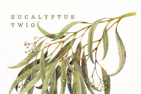 Botanical Eucalyptus illustration | Decorative Illustrations ~ Creative Market Eucalyptus Art, Watercolor Flower Wreath, Feuille Eucalyptus, Eucalyptus Tree, Illustration Botanique, Tree Wedding, Delicate Details, Digital Graphics, Botanical Illustration