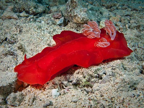 Spanish Dancer.  When you think of Sea Slugs, you probably don't think about beautiful creatures,  but the Spanish Dancer might just be an exception. These members of the Nudibranch order are named for their flowing shape that resembles the moving skirt of a Flamenco dancer!  Spanish Dancers are even beautiful in the way that they lay their eggs. They lay them in a ribbon shaped pattern that, when all assembled, looks like a red rose! Spanish Dancer Jellyfish, Spanish Dancer Sea Slug, Spanish Dancers, Annelid, Creature Marine, Spanish Dancer, Sea Slugs, Flamenco Dancer, Fish Sea