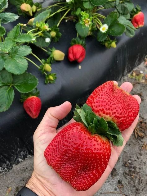 Blonde Hair Strawberry, Strawberry Blonde Balayage, Strawberry Companion Plants, Strawberry Varieties, Strawberry Blond, Giant Strawberry, Berry Garden, Strawberry Bread, Strawberry Farm