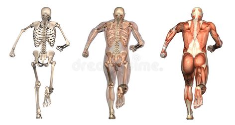 Anatomi Dan Fisiologi, Skeleton Muscles, Human Body Facts, Facts About Humans, Human Bones, Muscle Anatomy, Growth Hormone, Sports Medicine, Poses References