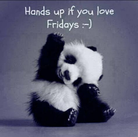 Happy Friday!!!!! :):):)  WISH TODAY WAS FRIDAY- I COULDN'T RESIST.  LOL Panda Lindo, Baby Panda, Kung Fu Panda, Fluffy Animals, Cute Wild Animals, Red Panda, Cute Panda, Sweet Animals, Cute Creatures