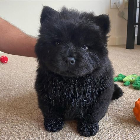 Black Chow Chow Puppies, Black Chow Chow, Parent Dr, Nice Dogs, Chow Puppies, Chow Puppy, Nature Friends, Chow Chow Puppy, Black Puppy