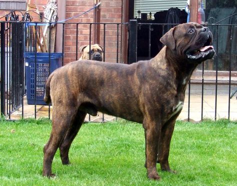 Bullmastiff, not fond of brindles, but like his coat Bull Mastiff Dogs, English Dogs, Bluetick Coonhound, Mastiff Dogs, Dogs Breeds, Giant Dogs, Bully Dog, Raining Cats And Dogs, Bull Mastiff