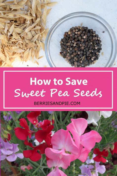 How to Save Sweet Pea Seeds | Berries and Pie How To Save Sweet Pea Seeds, How To Save Flower Seeds, Sweet Pea Seeds, Spring Scenery, Sweet Pea Flowers, Seed Saving, Cut Flower Garden, Flower Farm, Sweet Pea