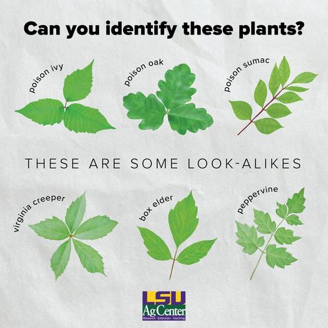 ID poison ivy and other rash-causing plants - The Times of Houma/Thibodaux Poison Ivy Killer, Identify Poison Ivy, Poison Ivy Plants, Poison Ivy Remedies, Poison Ivy Rash, Poison Oak, Virginia Creeper, Poisonous Plants, Plant Guide