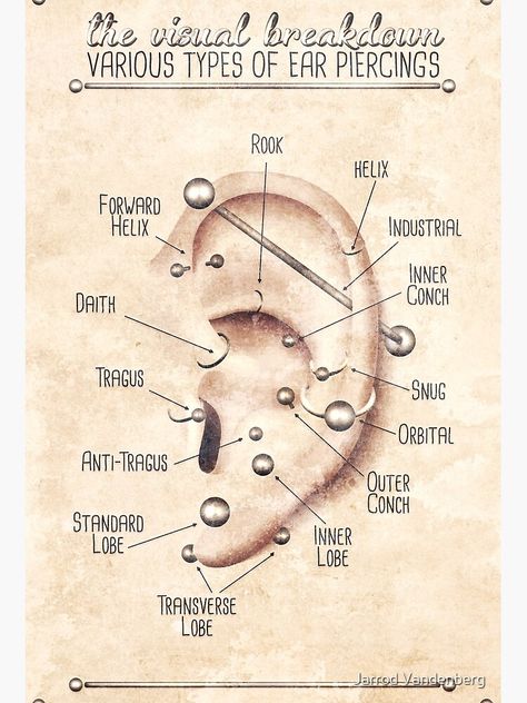 "Ear Piercing Chart, Vintage Grunge" Art Board Print for Sale by Jarrod Vandenberg Piercing Infographic, Ear Piercing Chart, Ear Piercing Names, Different Ear Piercings, Infographic Chart, Ear Peircings, Ear Piercings Chart, Piercing Chart, Types Of Ear Piercings