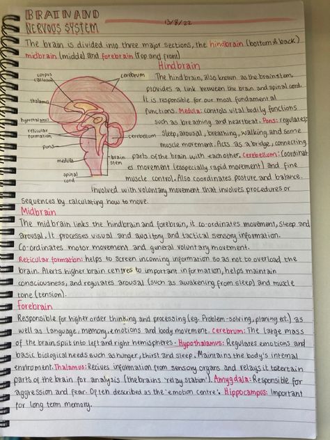 Neurosurgeon Study Notes, Human Nervous System Notes, Neurosurgeon Notes, Human Body Systems Notes, Human Brain Notes, Brain Notes Aesthetic, Nervous System Notes Aesthetic, Nuero Science, Psychology Notes Aesthetic