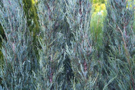 How to Grow and Care for Skyrocket Juniper Tree Skyrocket Juniper, Leyland Cypress Trees, Lily Turf, Short Trees, Leyland Cypress, Juniper Tree, Bonsai Soil, Columnar Trees, Perennial Grasses