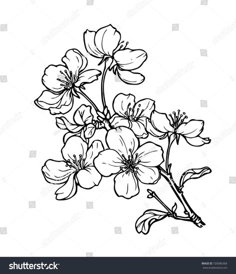 Hawthorn Flower Illustration, Hawthorn Blossom Drawing, Pear Blossom Illustration, Pear Flower Tattoo, Pear Blossom Tattoo, Hawthorne Flower Drawing, Hawthorn Flower Drawing, Hawthorn Flower Tattoo, Drawing Flowers Easy