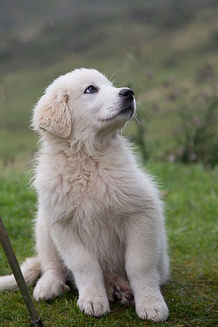 Chien Cute, Great Pyrenees Dog, Fluffy Cows, Paw Paw, Really Cute Dogs, Puppies And Kitties, Dog Rules, Fluffy Dogs, Great Pyrenees