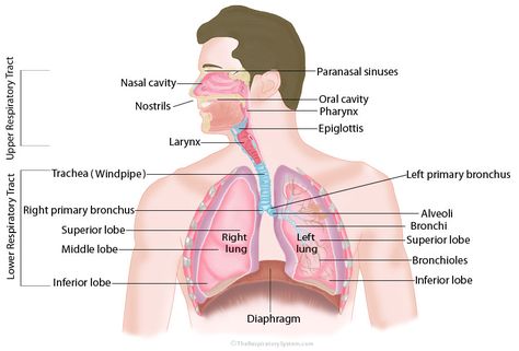 respiratory-system Respiratory System Diagram, How To Retain Information, Vet Study, Respiratory System Anatomy, Paranasal Sinuses, Human Respiratory System, Biology Diagrams, Gi System, Adaptive Immune System