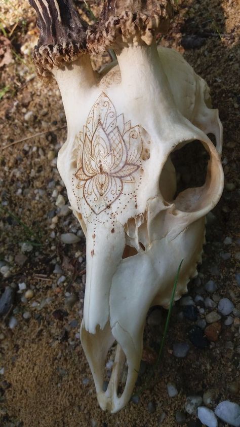 How To Preserve Deer Skull, Decorated Animal Skulls, Bone Pyrography, Decorated Deer Skull, Painted Deer Skull, Dear Antlers, Painted Deer Skulls, Painted Animal Skulls, Animal Skull Decor