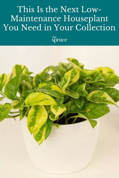 The lemon meringue pothos (Epipremnum aureum ‘Lemon Meringue’) is an exciting new pothos variety. Here's what to know about growing it. #easyhouseplants #pothos #gardeningadvice #houseplanthacks #howtogrow #indoorflowers #plantparenttips #thespruce Lemon Meringue Pothos, Open Terrariums, Easy House Plants, Epipremnum Aureum, Small Balcony Garden, Dish Garden, Perennial Shrubs, Pothos Plant, Plant Diseases