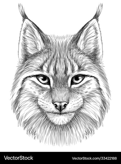 Lynx Sketch, Graphic Portrait, Lynx, Transparent Png, Animal Drawings, Drawing Sketches, Png Images, White Background, Vector Images