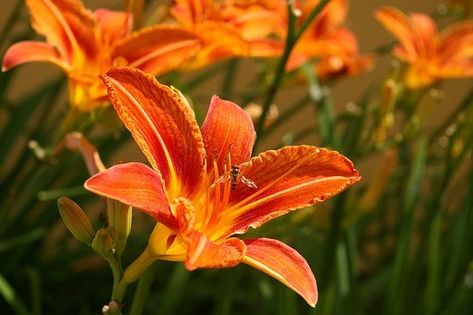 Hanging Basket Garden, Simple Garden Designs, Perennial Sunflower, Daylily Garden, Delicious Veggies, Full Sun Perennials, Sun Perennials, Invasive Plants, Shade Perennials