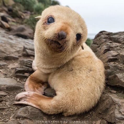 Shockingly cute blond seal pup Aesthetic Pink Highlights, Seal Pfp Aesthetic, Seals Aesthetic, Baby Seals Cute, Cute Seal Aesthetic, Barbie Old, Cute Seal Photos, 2010 Barbie, Baby Sea Lion