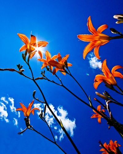 Healing Images, Easy Flowers, Orange Aesthetic, Photo Wall Collage, Complimentary Colors, Love Blue, Picture Collage, Color Stories, Complementary Colors