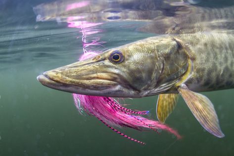 After fishing for muskies in a controlled environment for 35 days straight, researchers at the University of Illinois came up with some interesting answers to an age-old question Muskie Fish, Muskie Fishing, Seven Fishes, Musky Fishing, From The Pond, Survival Skills Life Hacks, University Of Illinois, Apex Predator, One Fish