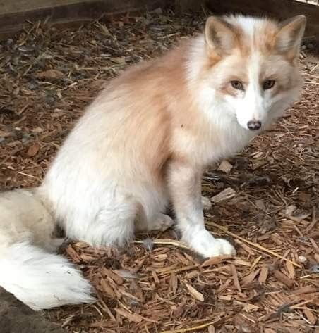 Cinnamon Red, Adopt Idea, Fox Face, Red Marble, Pet Fox, Pretty Animals, Arctic Fox, Silly Animals, Cute Fox